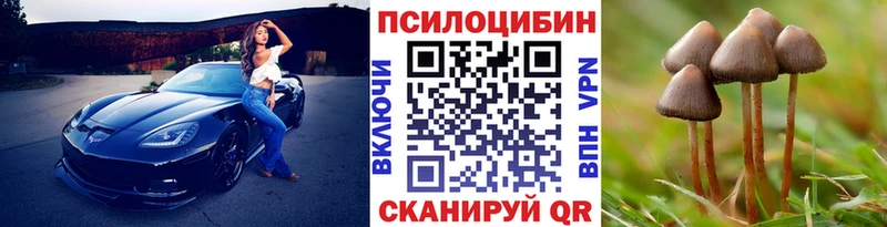 Галлюциногенные грибы Psilocybe  Купить закладки  Губкинский 